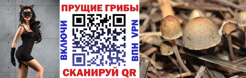 Псилоцибиновые грибы Psilocybine cubensis  хочу   площадка формула  Черепаново 